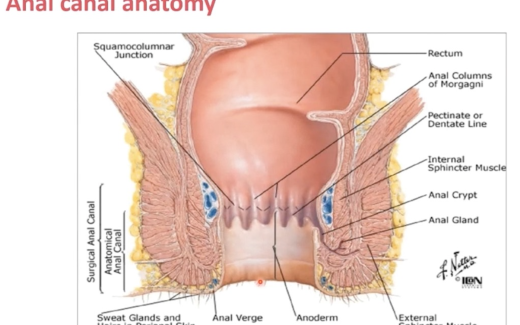 Anal Screening and Anal Disease Management